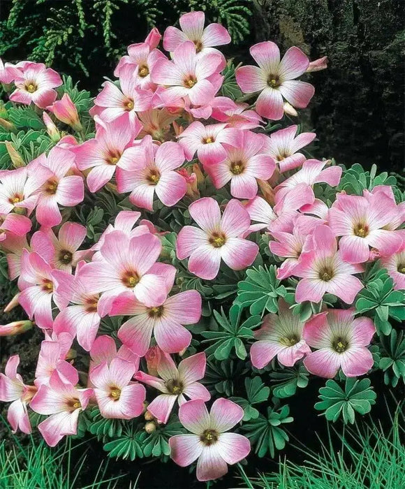 GARDEN Oxalis MIXD Bulbs, WHITE/PURPLE FLOWERS SHAMROCK - Caribbean garden seed