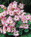 GARDEN Oxalis MIXD Bulbs, WHITE/PURPLE FLOWERS SHAMROCK - Caribbean garden seed