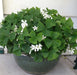 GARDEN Oxalis MIXD Bulbs, WHITE/PURPLE FLOWERS SHAMROCK - Caribbean garden seed