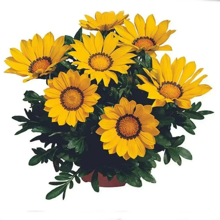 Gazania Seeds - KISS FROSTY YELLOW - FLOWERS SEED - Caribbean garden seed