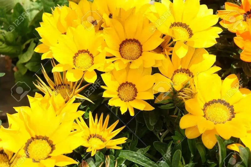 Gazania Seeds - KISS FROSTY YELLOW - FLOWERS SEED - Caribbean garden seed