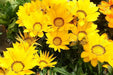 Gazania Seeds - KISS FROSTY YELLOW - FLOWERS SEED - Caribbean garden seed