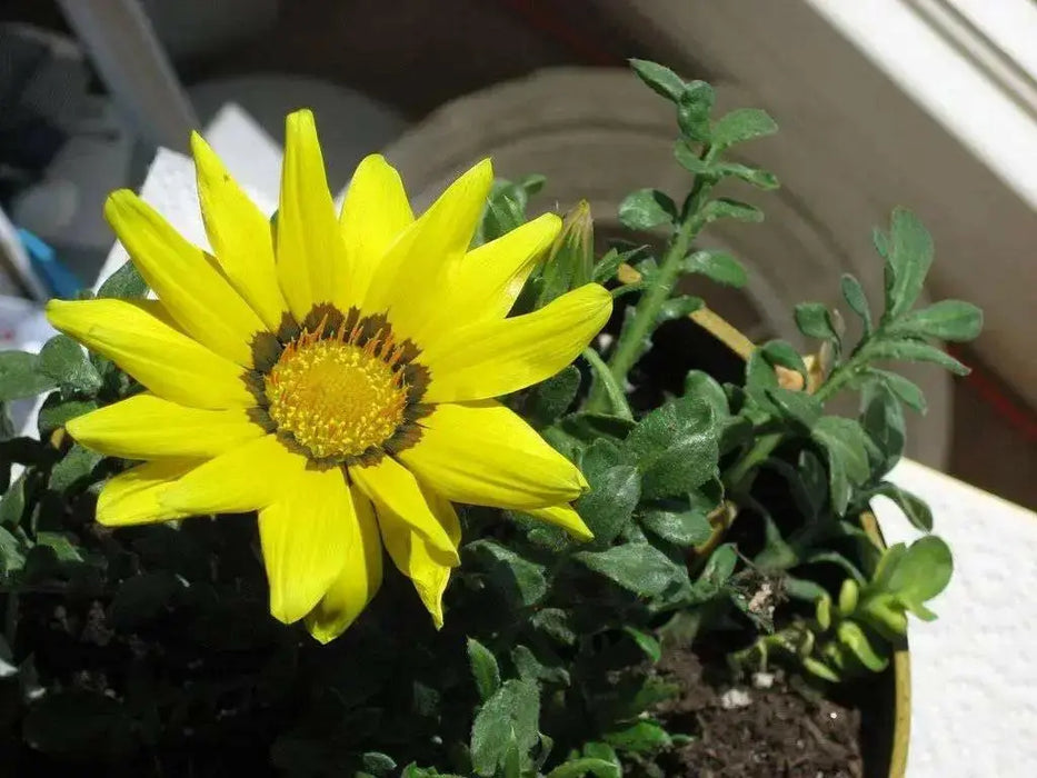 Gazania Seeds - KISS FROSTY YELLOW - FLOWERS SEED - Caribbean garden seed