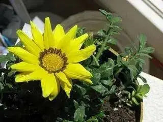 Gazania Seeds - KISS FROSTY YELLOW - FLOWERS SEED - Caribbean garden seed