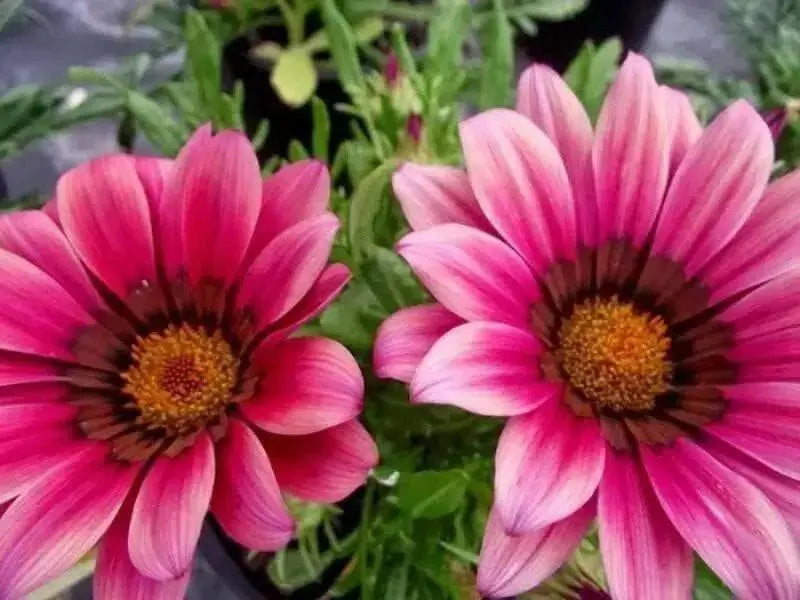 Gazania Seeds - Kiss Rose -  Heat And Drought Tolerance-Perennial ! - Caribbean garden seed