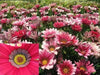 Gazania Seeds - Kiss Rose -  Heat And Drought Tolerance-Perennial ! - Caribbean garden seed