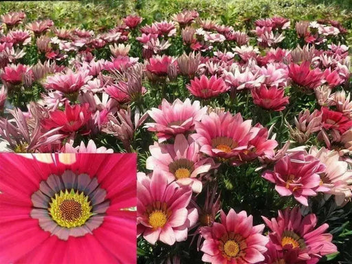 Gazania Seeds - Kiss Rose -  Heat And Drought Tolerance-Perennial ! - Caribbean garden seed