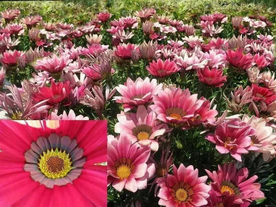 Gazania Seeds - Kiss Rose -  Heat And Drought Tolerance-Perennial ! - Caribbean garden seed