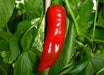 Georgia Flame Pepper seeds, Heirloom , Capsicum annuum - Caribbean garden seed