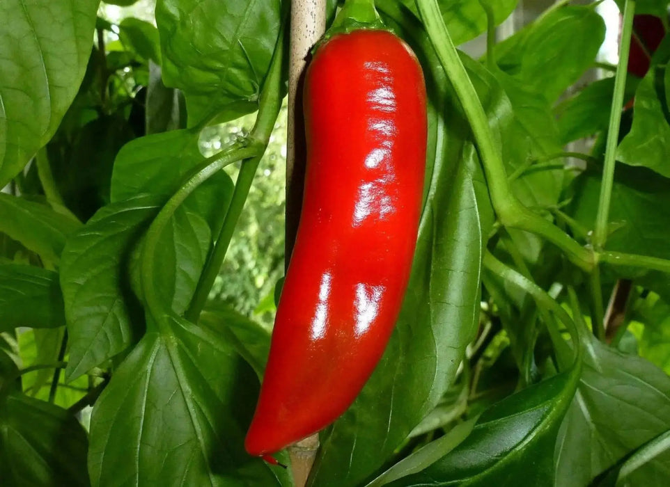 Georgia Flame Pepper seeds, Heirloom , Capsicum annuum - Caribbean garden seed