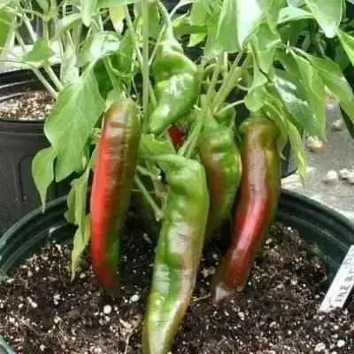 Georgia Flame Pepper seeds, Heirloom , Capsicum annuum - Caribbean garden seed