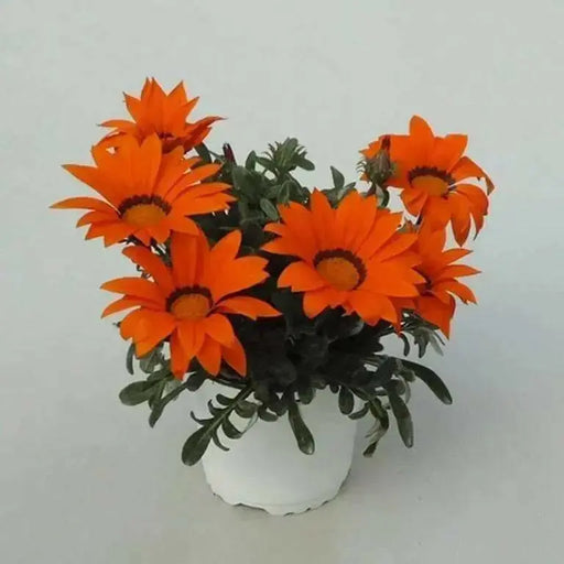 Gazania Seeds- GAZOO ORANGE with Ring- - Caribbean garden seed