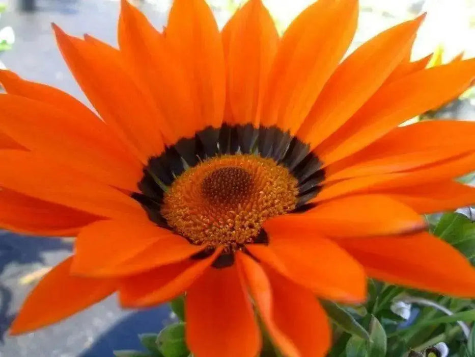 Gazania Seeds- GAZOO ORANGE with Ring- - Caribbean garden seed