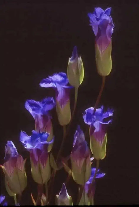 Gentiana crinita (Fringed Gentian) Perennial wildflowers Seeds ! - Caribbean garden seed