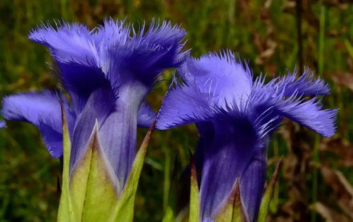 Gentiana crinita (Fringed Gentian) Perennial wildflowers Seeds ! - Caribbean garden seed