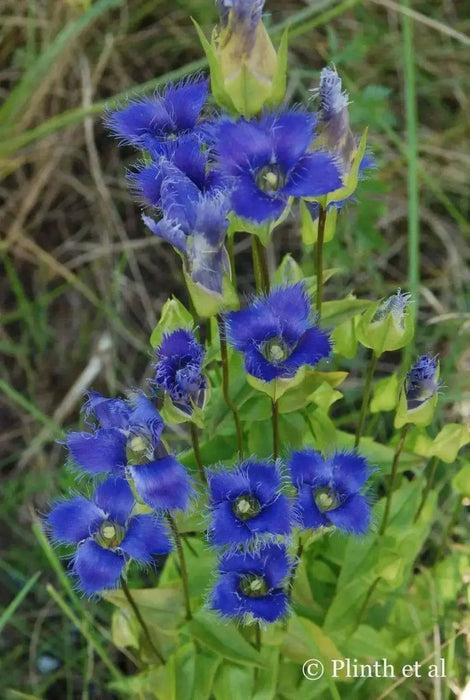 Gentiana crinita (Fringed Gentian) Perennial wildflowers Seeds ! - Caribbean garden seed