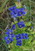 Gentiana crinita (Fringed Gentian) Perennial wildflowers Seeds ! - Caribbean garden seed