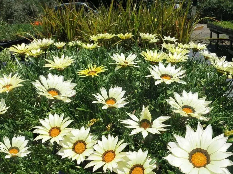 Gazania Seeds - Kiss WHITE- FLOWERS SEED - Caribbean garden seed