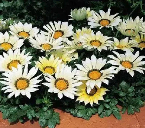 Gazania Seeds - Kiss WHITE- FLOWERS SEED - Caribbean garden seed