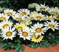 Gazania Seeds - Kiss WHITE- FLOWERS SEED - Caribbean garden seed