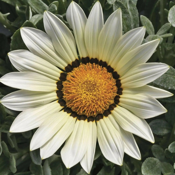 Gazania Seeds - Kiss WHITE- FLOWERS SEED - Caribbean garden seed