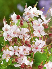 Geranium Biokovo,(BAREROOT) PERENNIAL flowers vine - Caribbean garden seed