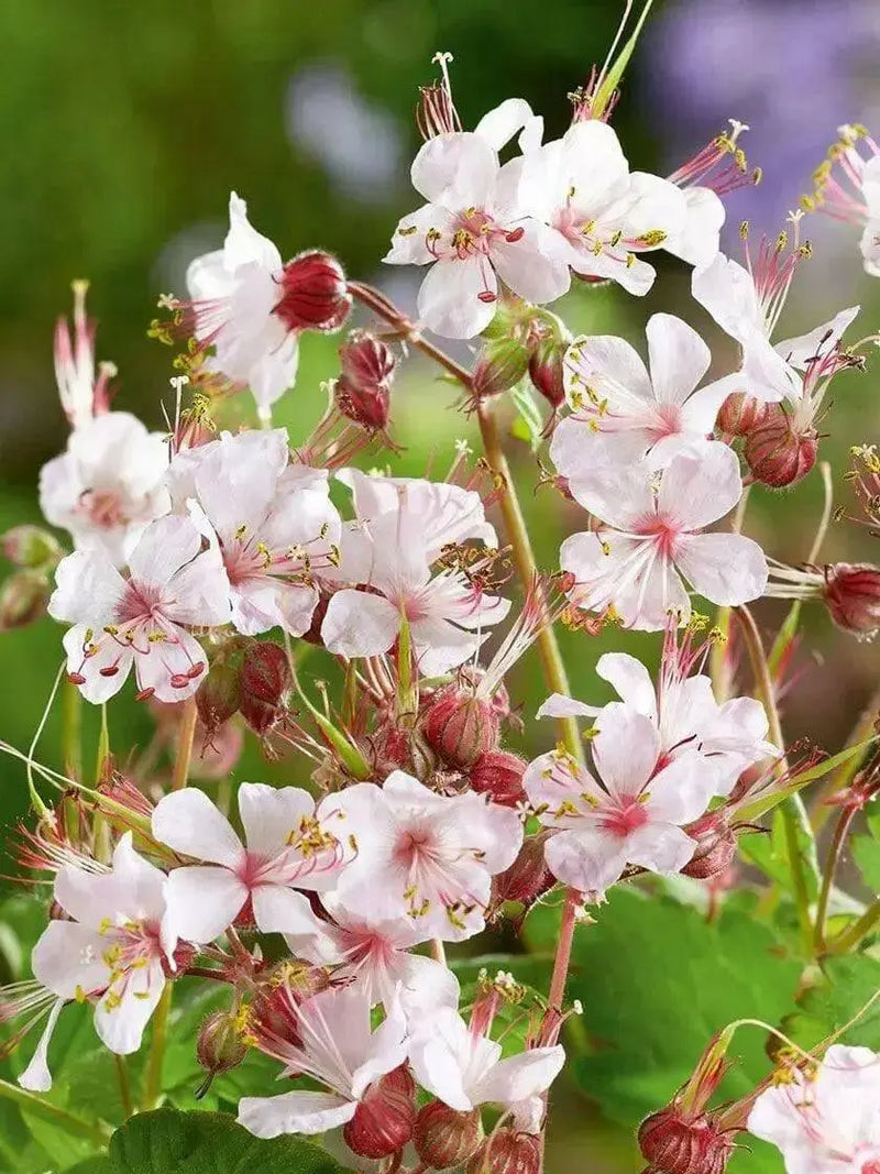 Geranium Biokovo,(BAREROOT) PERENNIAL flowers vine - Caribbean garden seed