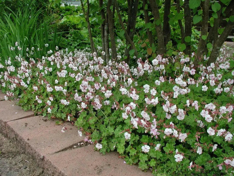 Geranium Biokovo,(BAREROOT) PERENNIAL flowers vine - Caribbean garden seed