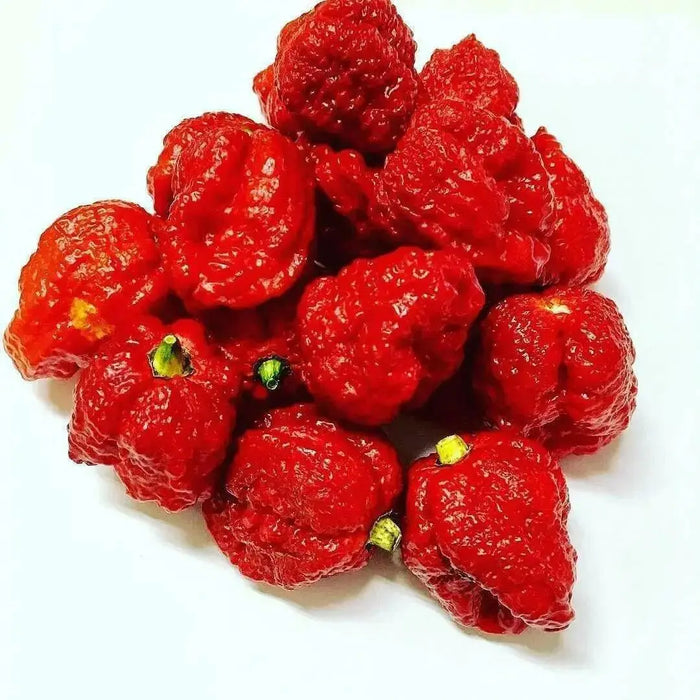 Genghis Khan Brain Pepper Seeds (Capsicum chinense) Super hot - Caribbean garden seed