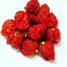 Genghis Khan Brain Pepper Seeds (Capsicum chinense) Super hot - Caribbean garden seed