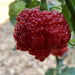 Genghis Khan Brain Pepper Seeds (Capsicum chinense) Super hot - Caribbean garden seed