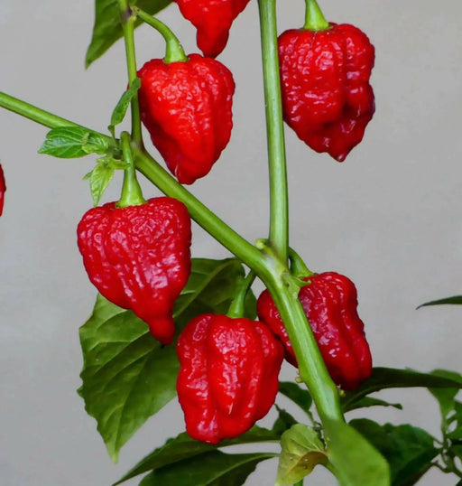 Genghis Khan Brain Pepper Seeds (Capsicum chinense) Super hot - Caribbean garden seed