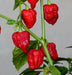 Genghis Khan Brain Pepper Seeds (Capsicum chinense) Super hot - Caribbean garden seed