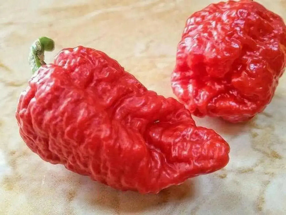 Genghis Khan Brain Pepper Seeds (Capsicum chinense) Super hot - Caribbean garden seed