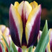 GAVOTA Triumph Tulip (Bulbs) Single late - Caribbean garden seed
