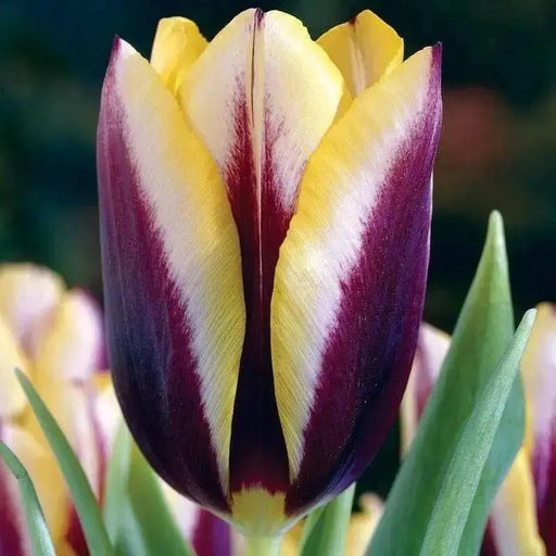 GAVOTA Triumph Tulip (Bulbs) Single late - Caribbean garden seed