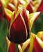 GAVOTA Triumph Tulip (Bulbs) Single late - Caribbean garden seed