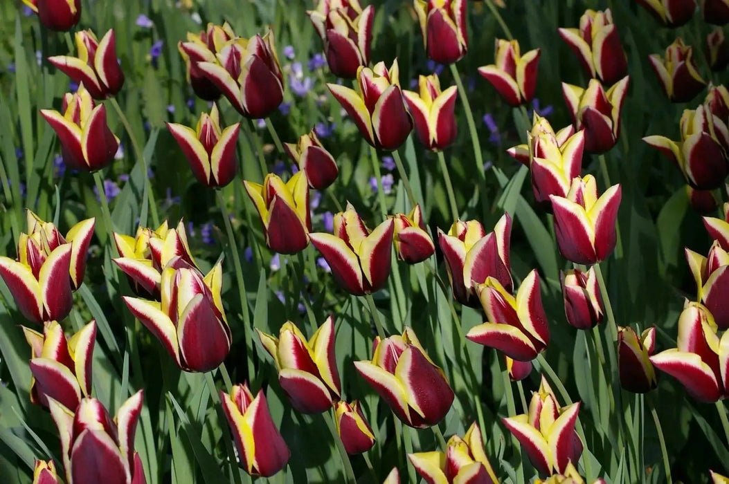 GAVOTA Triumph Tulip (Bulbs) Single late - Caribbean garden seed