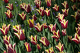 GAVOTA Triumph Tulip (Bulbs) Single late - Caribbean garden seed