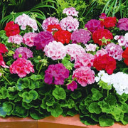 Geranium Assorted(LIVE PLANTS) PERENNIAL flowers vine - Caribbean garden seed