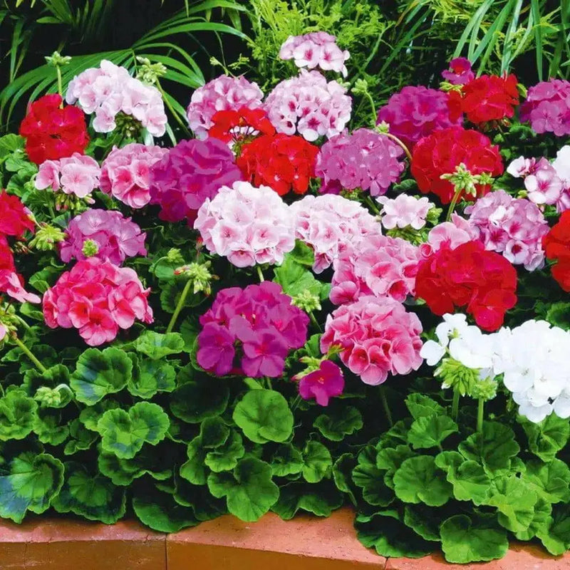 Geranium Assorted(LIVE PLANTS) PERENNIAL flowers vine - Caribbean garden seed