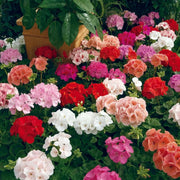 Geranium Assorted(LIVE PLANTS) PERENNIAL flowers vine - Caribbean garden seed