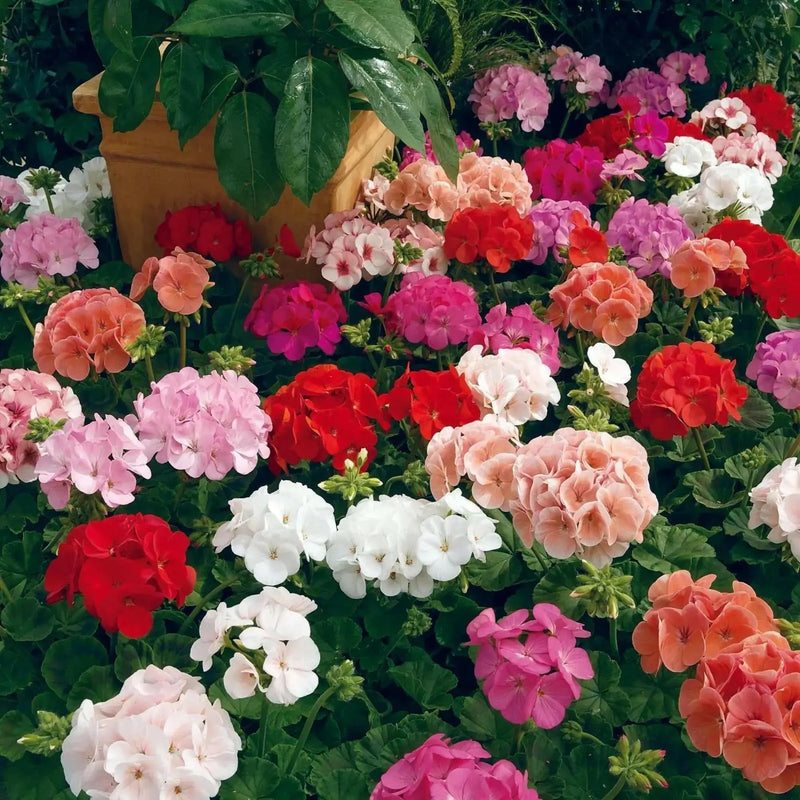 Geranium Assorted(LIVE PLANTS) PERENNIAL flowers vine - Caribbean garden seed