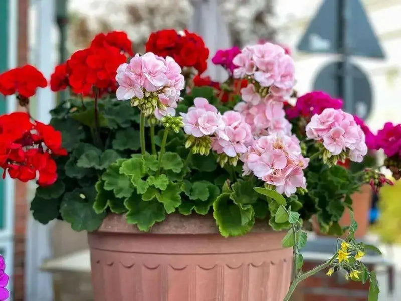 Geranium Assorted(LIVE PLANTS) PERENNIAL flowers vine - Caribbean garden seed