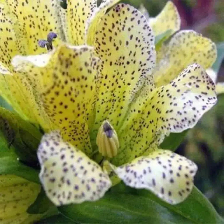 GENTIAN