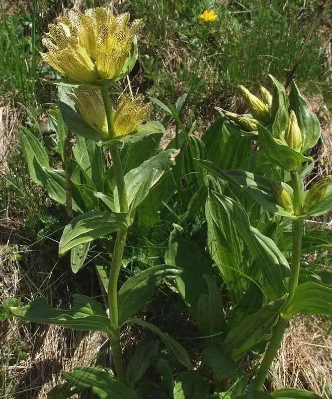 Gentian Seeds - Spotted ( Gentiana Punctata ) Yellow Herb Flower,-Perennial ! - Caribbean garden seed
