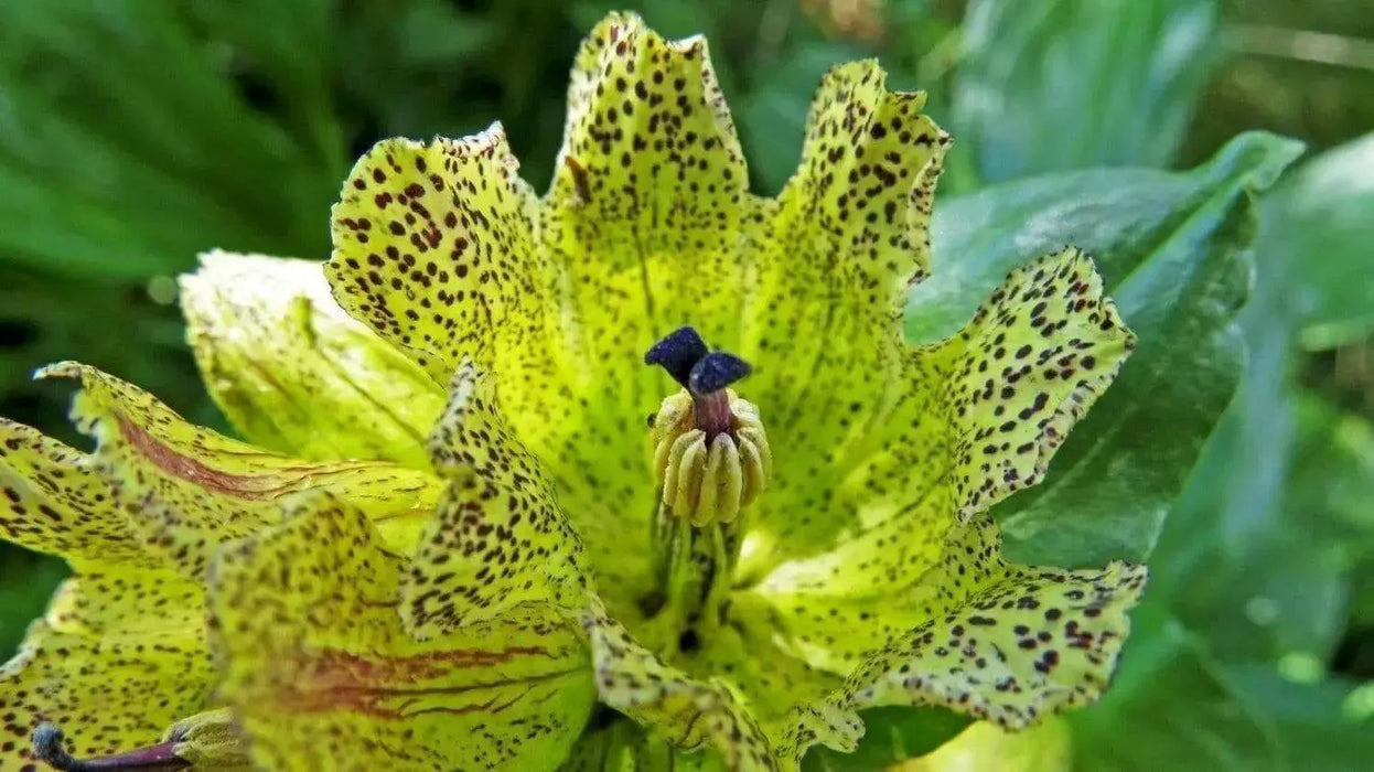 Gentian Seeds - Spotted ( Gentiana Punctata ) Yellow Herb Flower,-Perennial ! - Caribbean garden seed