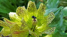 Gentian Seeds - Spotted ( Gentiana Punctata ) Yellow Herb Flower,-Perennial ! - Caribbean garden seed
