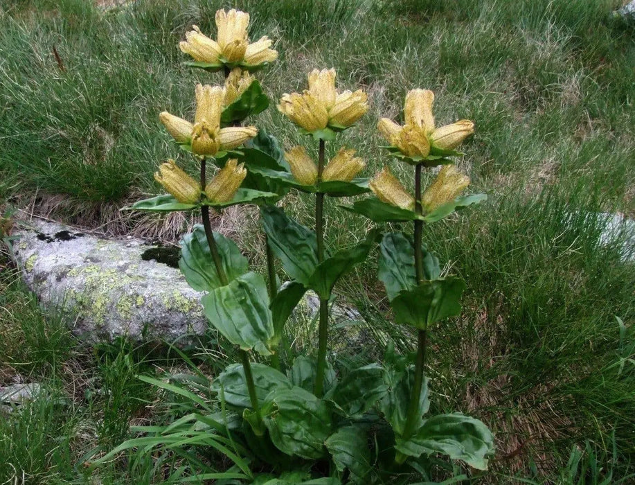 Gentian Seeds - Spotted ( Gentiana Punctata ) Yellow Herb Flower,-Perennial ! - Caribbean garden seed