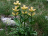Gentian Seeds - Spotted ( Gentiana Punctata ) Yellow Herb Flower,-Perennial ! - Caribbean garden seed